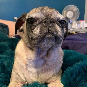 Meet your Posher, Zac